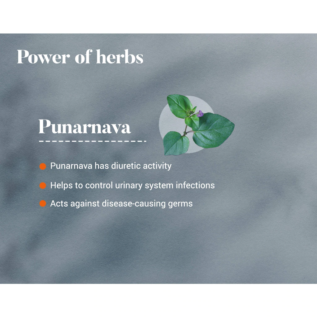 Punarnava - Image 4